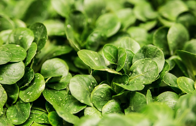 物流食材安全：保障货物运输的重要环节