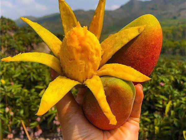 芒果