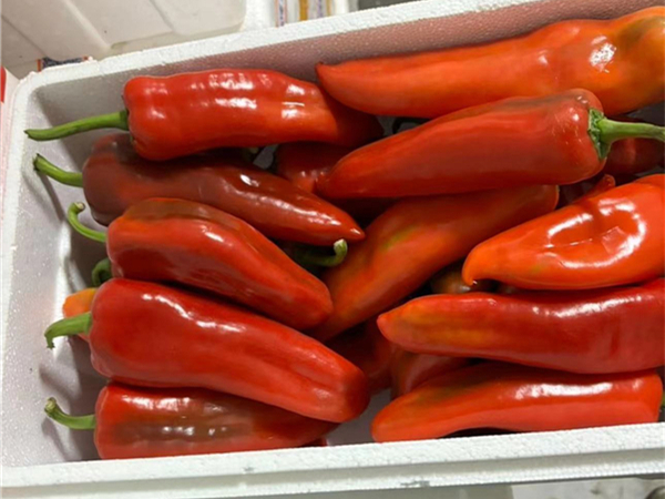 红辣椒