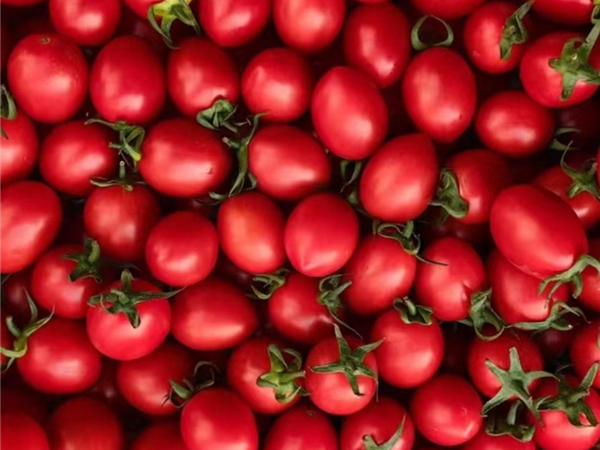 西红柿