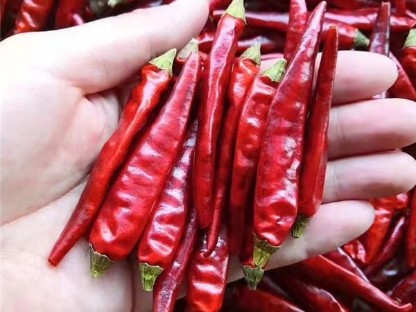 辣椒